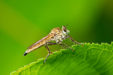 robber fly, assassin fly