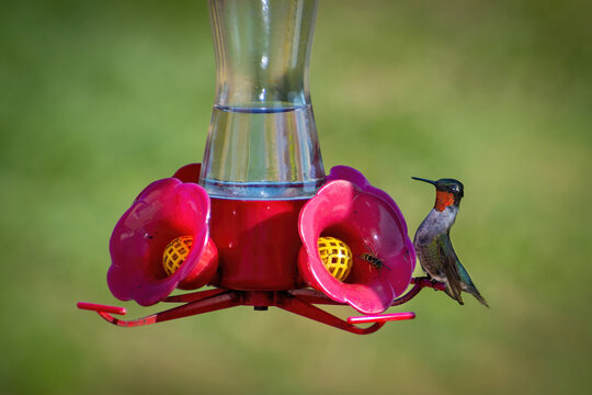 RUBY THROATED HUMMINGBIRD AT FEEDER WITH WASP