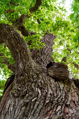 unusual tree, huge tree, giant tree, 1000 year old tree
nature, oak, tree trunk, tree bark