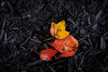 Colorful and brightly colored Autumn leaves and rain on a wet fall day