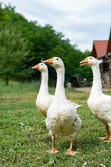 Obraz premium Geese walking in the yard