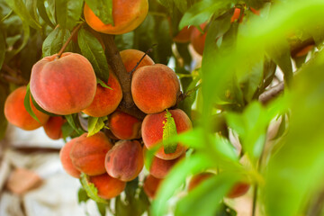Peaches garden close-up. Juicy bright summer fruits on a branch in the garden are ripening. Red-orange sweet peaches on a blurry background of leaves. Warm sun rays, the concept of healthy nutrition