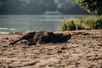 cute chocolate labrador on sunrise in a forest and water pond enjoying jumping and posing