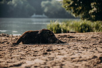 cute chocolate labrador on sunrise in a forest and water pond enjoying jumping and posing