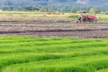 Fototapeta premium selective focus Light green rice plants are growing in the fields. There is a tractor plowing the fields to grow rice. background image of young green rice and space for text above