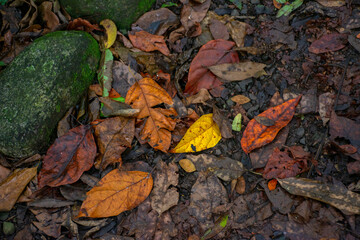 leaf in the forest 