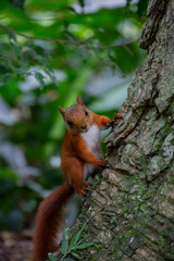chipmunk in the forest 5