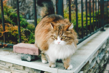 Obraz premium A fluffy cat walks along the fence