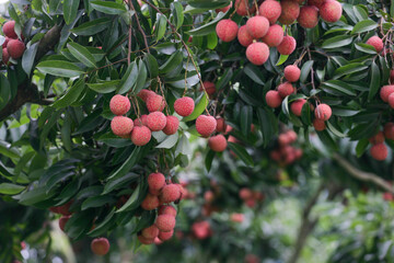 litchi fruit