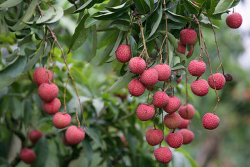 Obraz premium berries on a tree