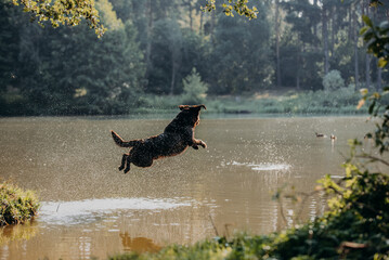 cute chocolate labrador on sunrise in a forest and water pond enjoying jumping and posing
