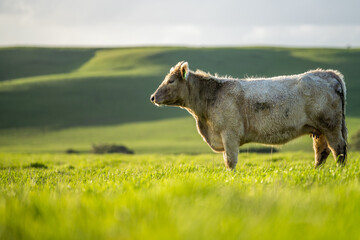 Angus, wagyu and Murray grey beef bulls and cows, being grass fed  on a hill in Australia.