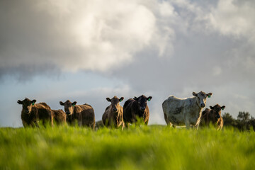Angus, wagyu and murray grey beef bulls and cows, being grass fed  on a hill in Australia.