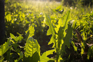 Backlit dandelion field. Floral background. Sunshine