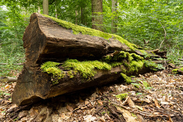 Obraz premium vermoderndes Holz und Baumstümpfe im Wald mit Moos überwachsen