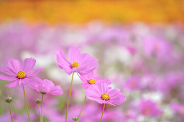 満開のカラフルなコスモス畑(背景にキバナコスモスの花畑）