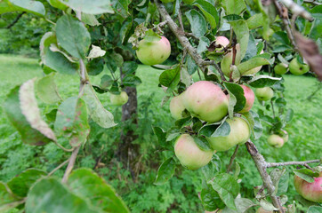 Mehrere Äpfel am Ast eines Baumes in Nahaufnahme. Streuobstwiesen im Landkreis Reutlingen