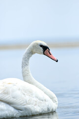 Fototapeta premium Portrait of swan , closeup photo 