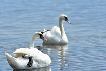 Beautiful swans floating in the sea  , gorgeous birds