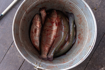 Obraz premium Fresh trout fish caught on a fishing rod in a metal bucket. Top view. Selective focus. Sport fishing, outdoor recreation