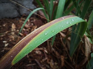 rain water droplets on a leaf in the garden