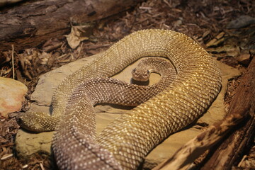 Eye contact with snake in Ballarat Zoo, Australia