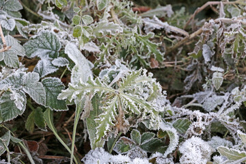 Frost on leaves in winter