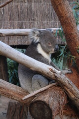 Koala in Ballarat Zoo, Australia