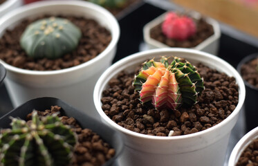 Soft focus Group of​ cactus​ in​ the​ pot.​ Succulents. Potted small house plants, home interior.