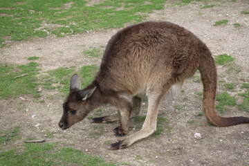 Kangaroo in Ballarat Zoo, Australia