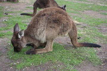 Kangaroo in Ballarat Zoo, Australia