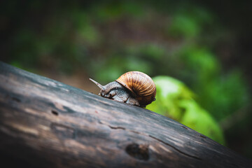 Little snail in the forest