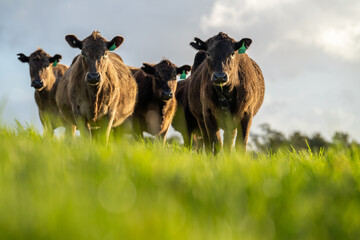 Close up of Angus and Murray Grey Cows eating long pasture in Australia