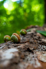 Life in the forest