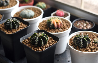 Soft focus Group of​ cactus​ in​ the​ pot.​ Succulents. Potted small house plants, home interior.