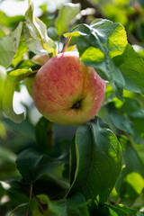 Beautiful ripe red apple on the tree. Vitamins from nature. New harvest. Close-up. Vertical.