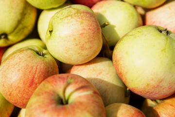 Harvest of ripe beautiful apples. Vitamins from nature. Close-up.