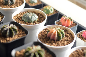 Soft focus Group of​ cactus​ in​ the​ pot.​ Succulents. Potted small house plants, home interior. Cactus in the morning sun