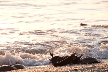 Atlantic horeseshoe crabs come ashore along the shores of the delaware bay to begin their annual breeding rituals near Cape May beaches in New Jersey
