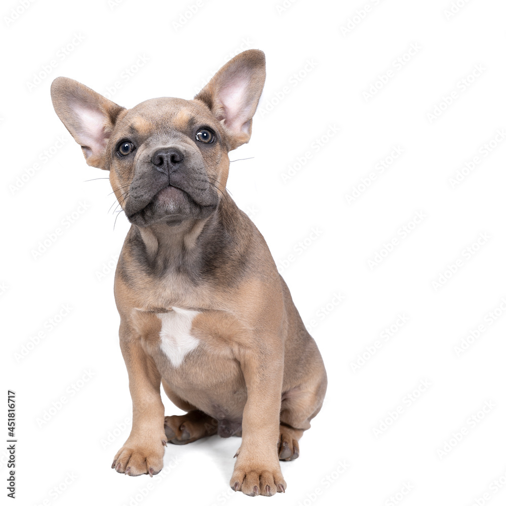 Wall mural studio shot of an adorable french bulldog puppy sitting on isolated white background looking at the 