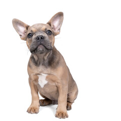 Studio shot of an adorable French bulldog puppy sitting on isolated white background looking at the camera with copy space