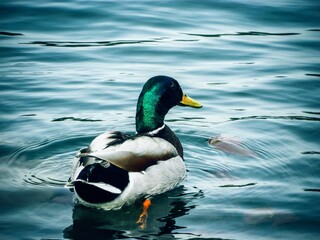 Mallard duck swimming in pond. Stretching wings in the sun.