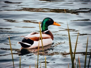 Mallard duck swimming in pond. Stretching wings in the sun.