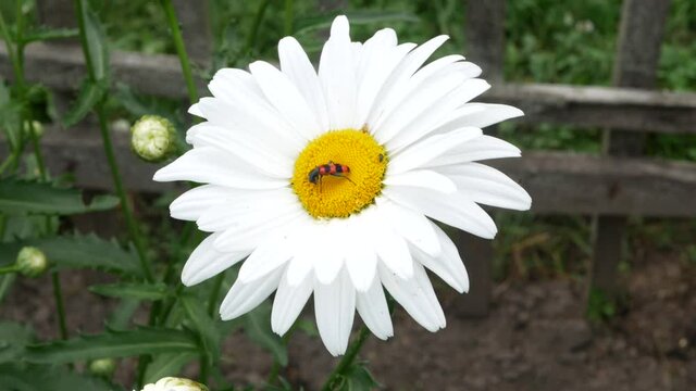 Bright striped Bee beetle on a flower camomile. Close-up. Trichodes apiarius.