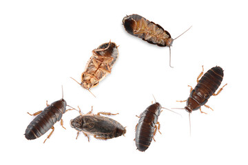 Group of brown cockroaches on white background. Pest control