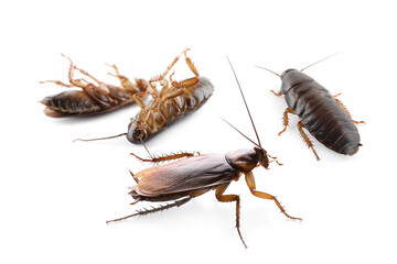 Group of brown cockroaches on white background. Pest control