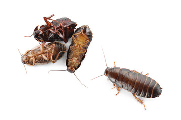 Group of brown cockroaches on white background. Pest control