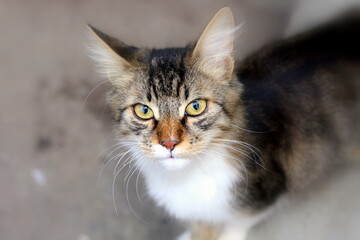 Fototapeta premium cat eyes color cat