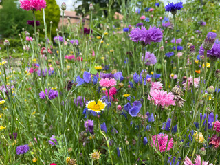 Summer wildflower meadow, yellow, blue, purple, pink, orange flowers, cornflowers, close up - obrazy, fototapety, plakaty