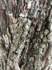 Closeup Old Wooden Pattern Texture